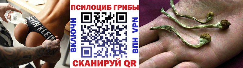 Купить закладки  Ачхой-Мартан  Псилоцибиновые грибы Psilocybine cubensis 
